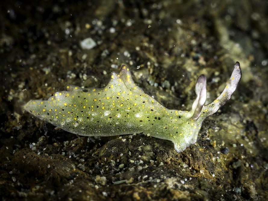 Elysia sp. N
